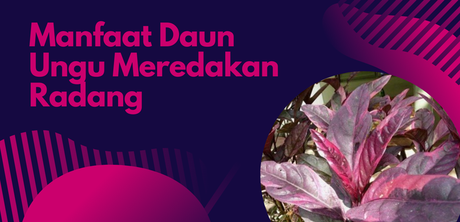 Manfaat Daun Ungu Meredakan Radang